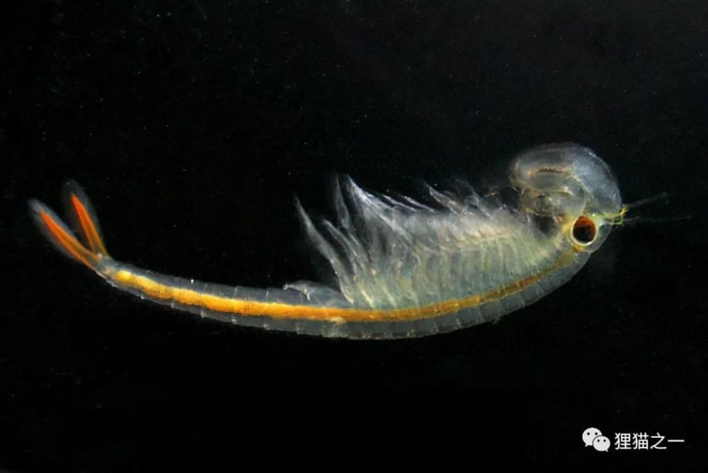 每年仅活动几周卵可在百年后孵化江苏发现2亿年前物种仙女虾