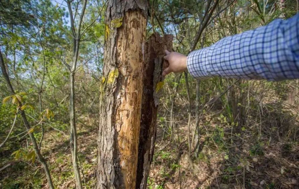 全省各地林业部门着力推进松材线虫病防治工作