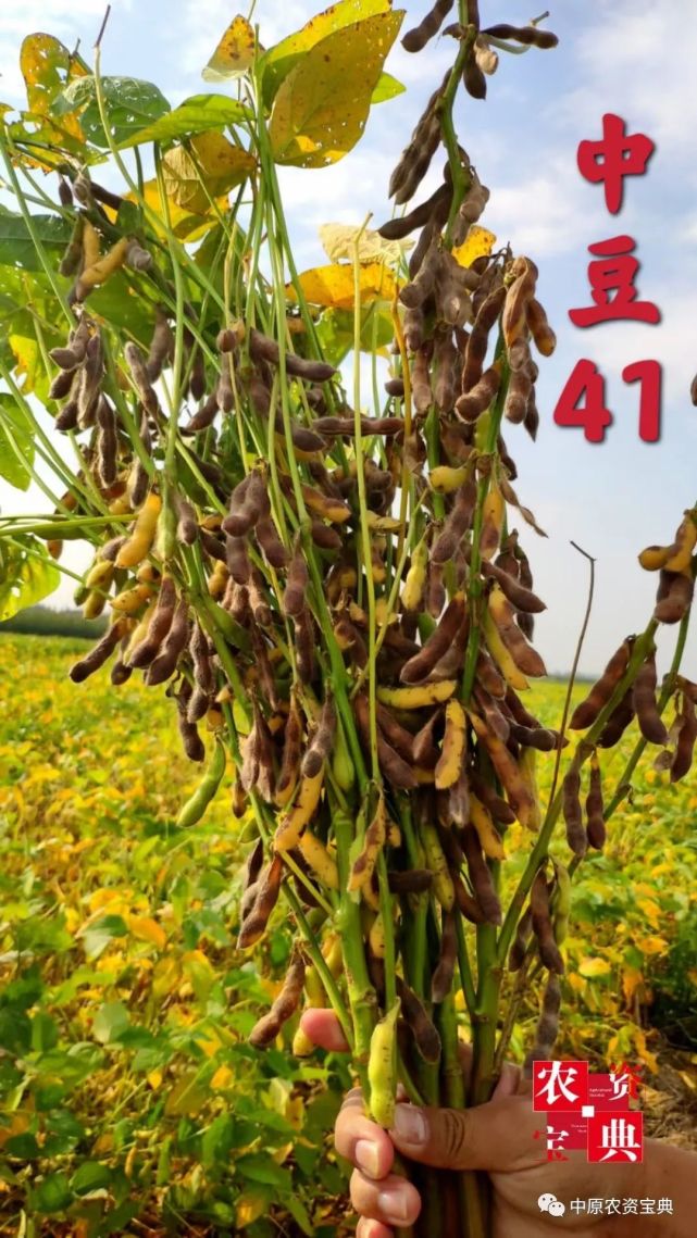 中豆41,中豆57,大豆产业新霸主!