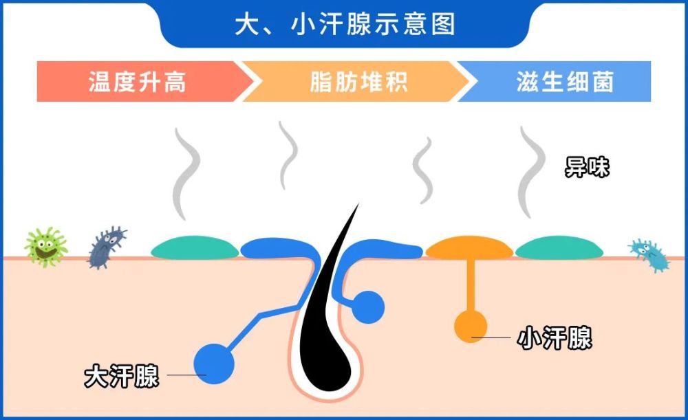 我們人體擁有大,小兩種汗腺.