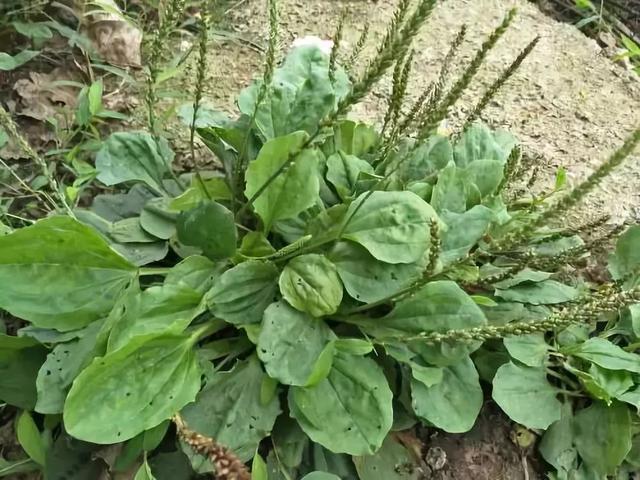 血糖居高不下?医生:4种"素食"请管住嘴,喝2茶,血糖慢慢稳定