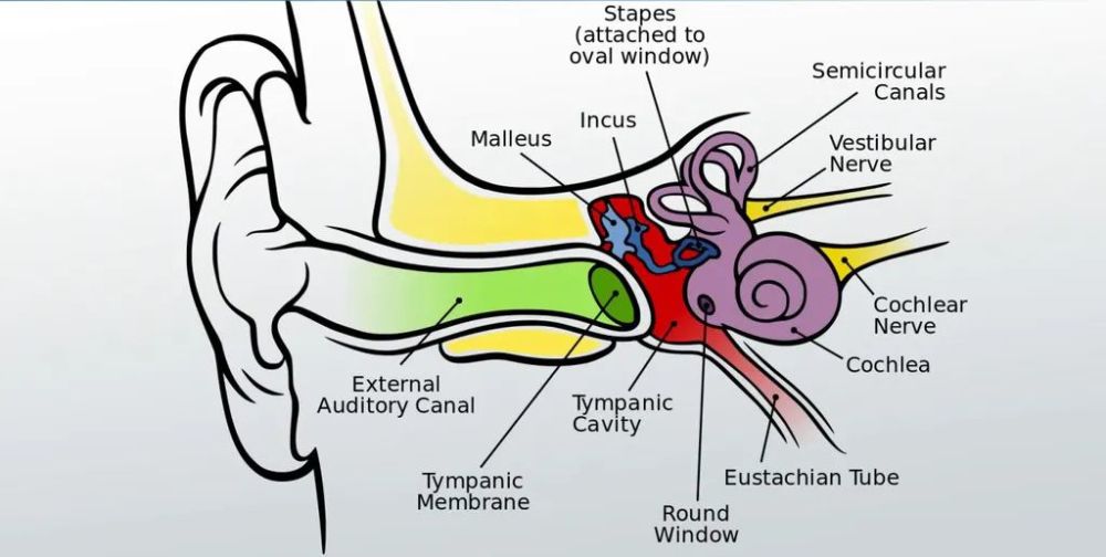 内耳包括骨迷路和膜迷路.
