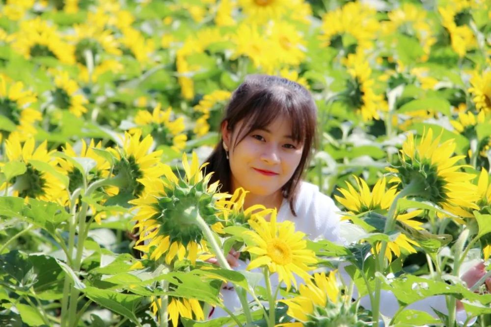 武功古城向日葵花海美美美炸了!_腾讯新闻