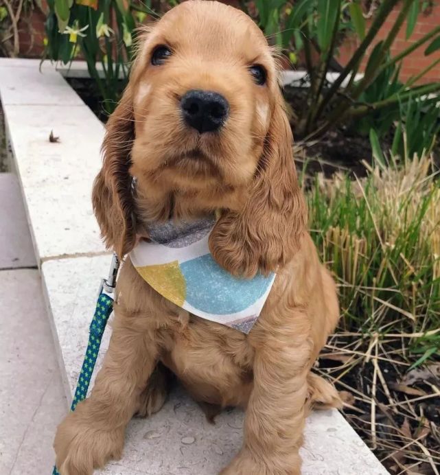 小可卡犬第一次见爷爷网友瞬间暖化也太会撩了