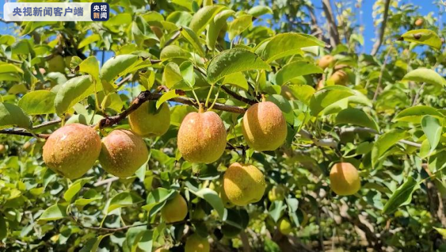 库尔勒香梨01……嘴巴就湿润了看着看着真的太太太太太好吃了