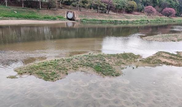 广东一个河流长出沙坑,一个坑里养一条鱼,网友:不打扰别人求偶