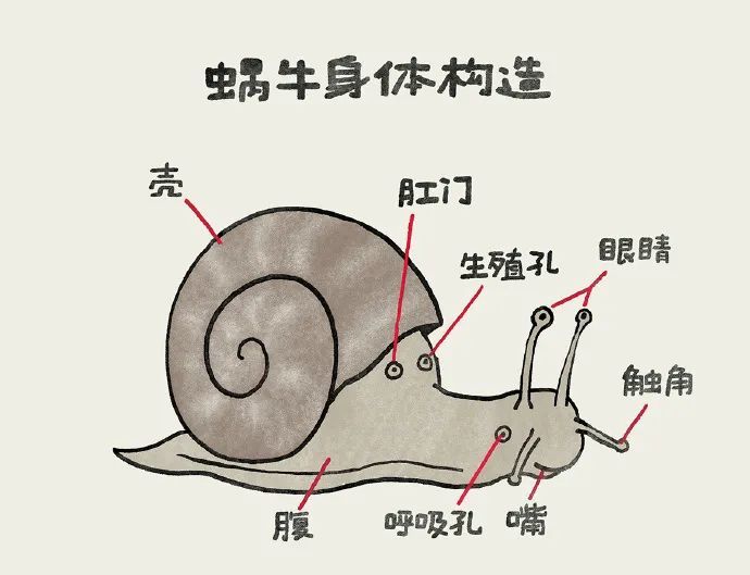 【被窝段子10】蜗牛冷知识【被窝段子9】嫦娥不在家时的玉兔【被窝