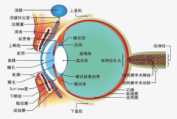 视网膜结构示意图图片