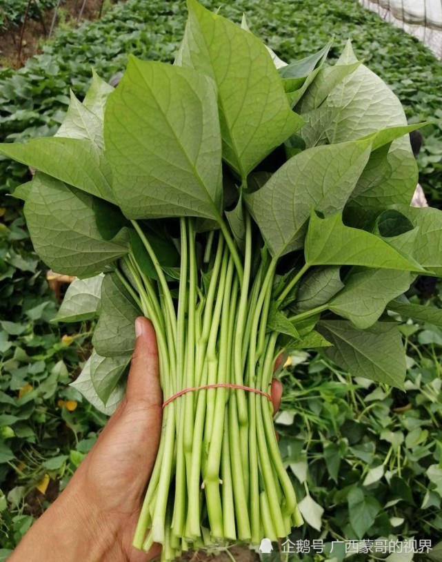 广西人最爱吃的5种青菜,可能比肉还受欢迎,你家都种有吗!