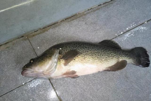 台州钓鱼人在水库钓到两条"澳洲鲈鱼",卖出数百元,网友:血亏