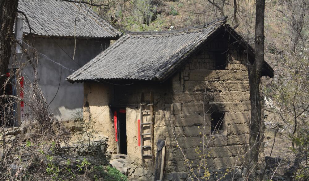 河南山村大娘凭借两头大家伙,供儿子上完大学,在郑州买房成家