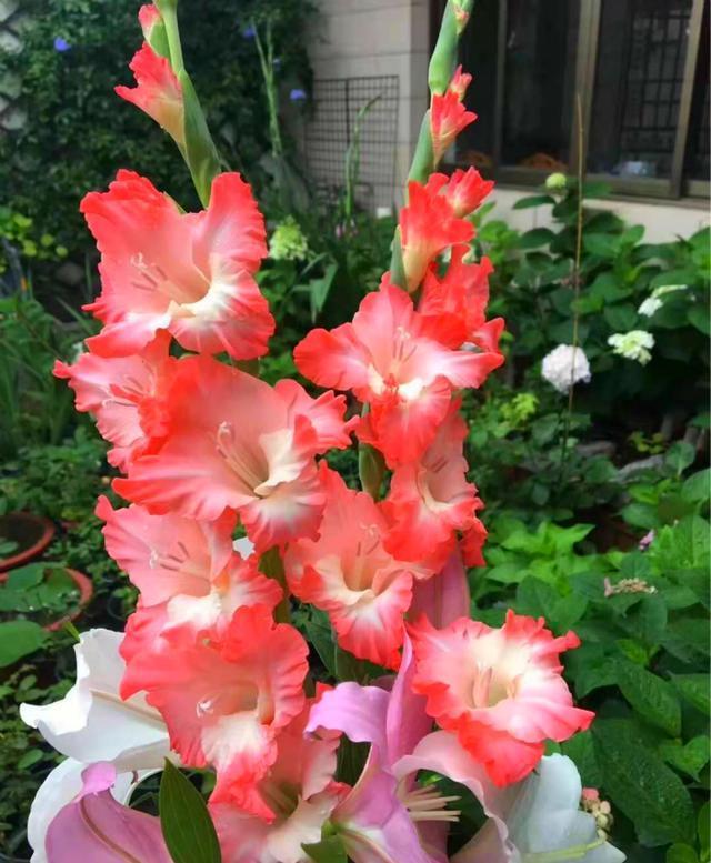 此花名叫"十三太保",是世界四大切花之一,养在家里很高级