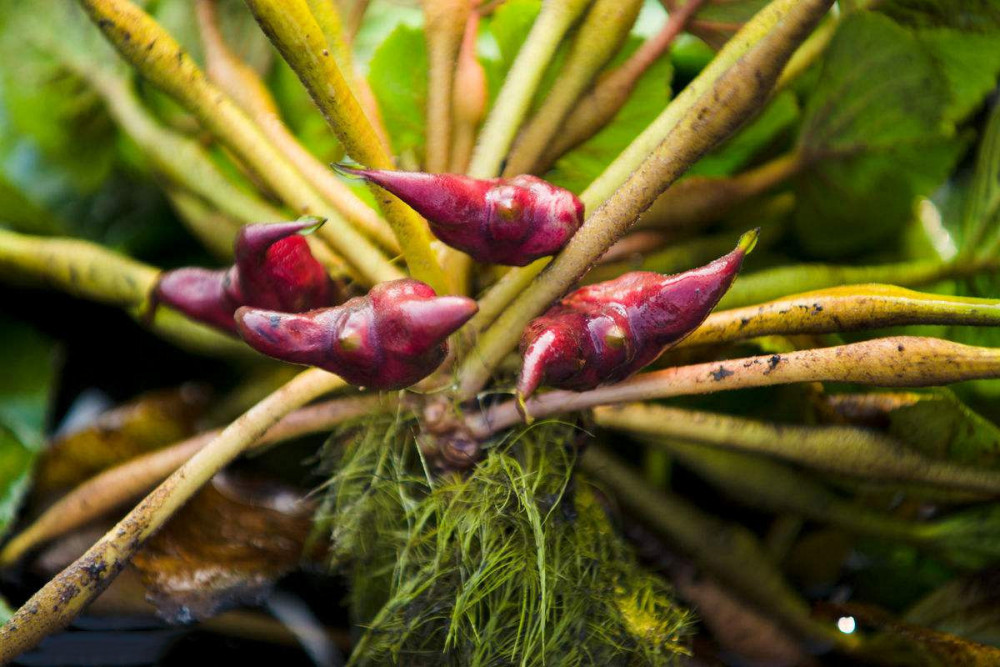 植物是生长在我国南方的棱角,算是一种特产,他还被叫做腰菱或者水栗等