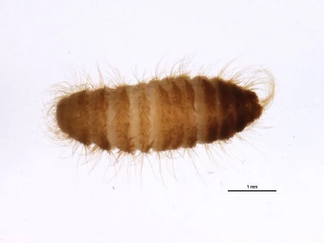 【动植物检疫】科普|谷物头号杀手——谷斑皮蠹