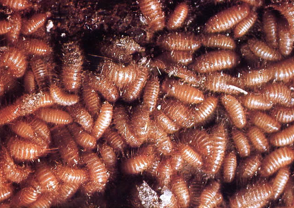 【动植物检疫】科普|谷物头号杀手——谷斑皮蠹