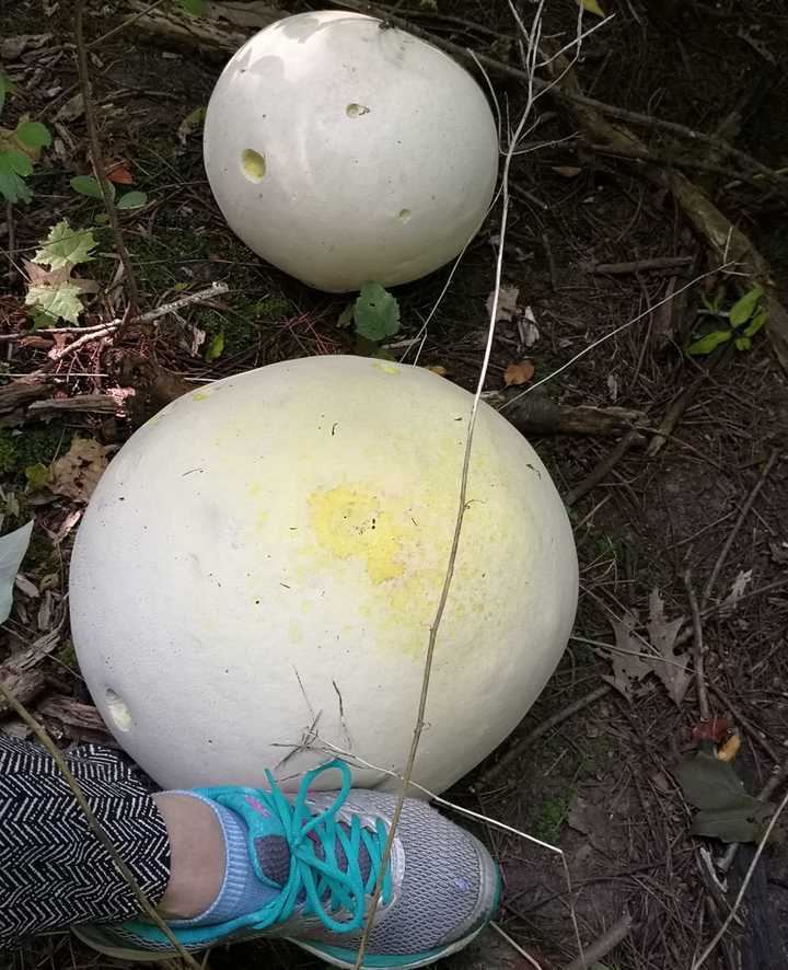 最大单体蘑菇,看着像馒头,吃着像豆腐!嫩时很美味,老了会冒烟