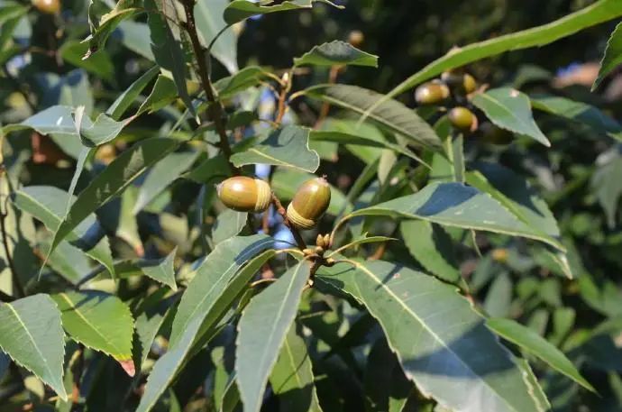 申城这些常绿阔叶类珍贵树种,你遇见过吗?(附观赏地图)