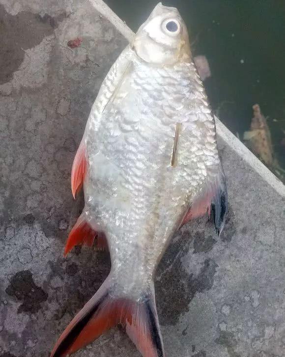 一斤的鳑鲏安徽钓友钓获巨型红尾鱼钓友像是鳑鲏