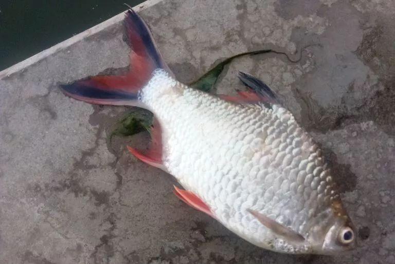 一斤的鳑鲏安徽钓友钓获巨型红尾鱼钓友像是鳑鲏