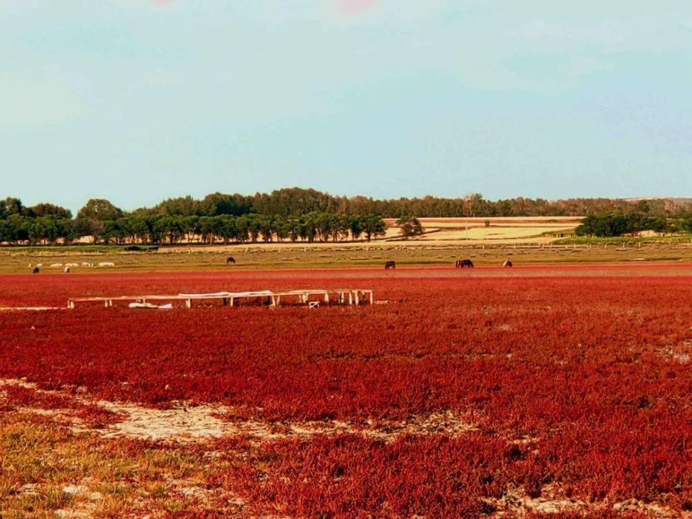 金秋盛景|灼灼欲燃,邂逅太仆寺旗红草地