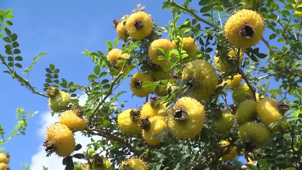 绿博黔南育佳品生态自然好滋味刺梨果致富果