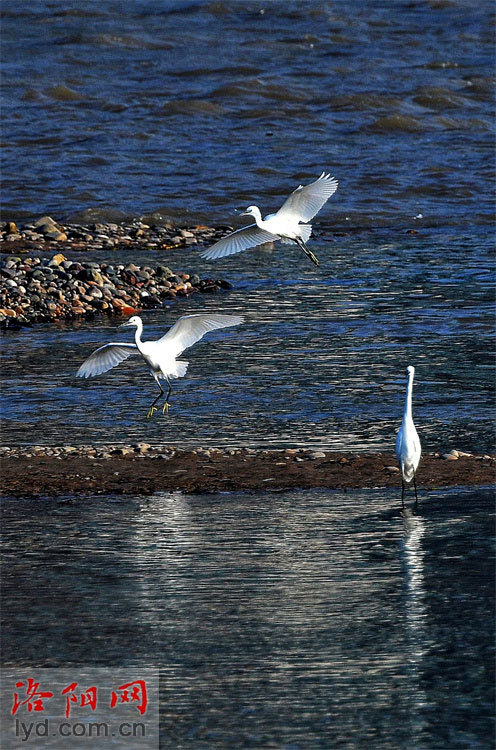 鹭舞翩跹洛水间洛城秋日好风景