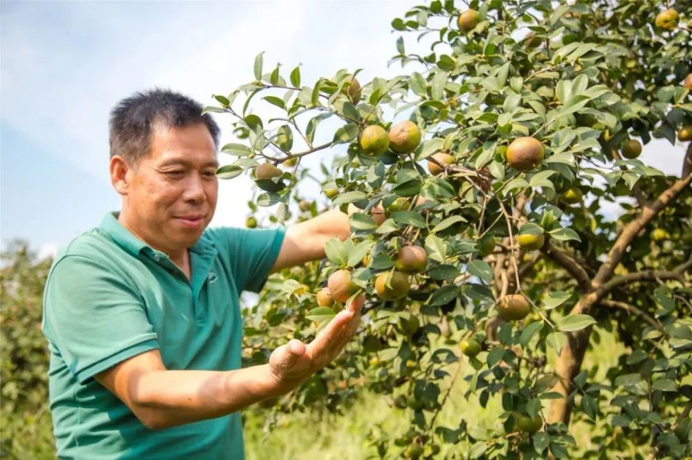 央媒看林浏阳土桥村10万亩油茶林迎大丰收油茶采摘有神器
