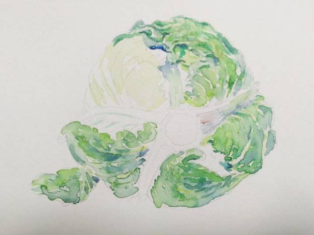 贾绍萍轻水彩系列一日三餐之卷心菜