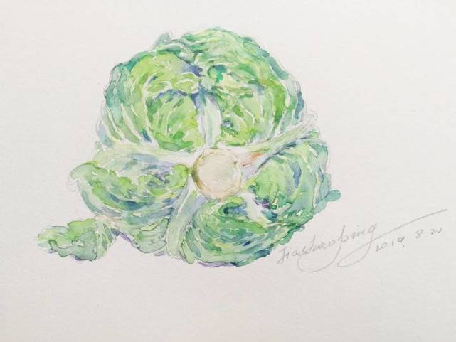 贾绍萍轻水彩系列一日三餐之卷心菜