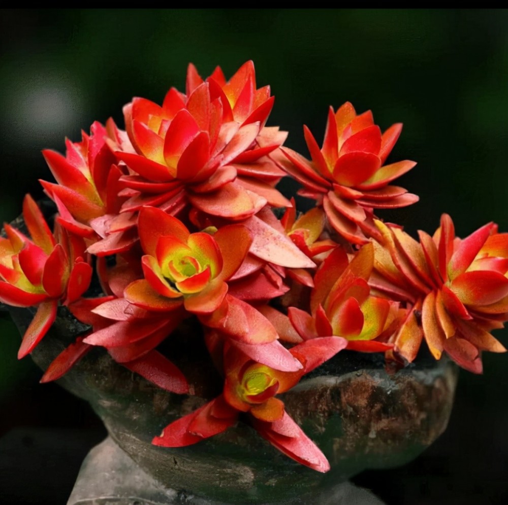 秋天养盆多肉火祭越晒越泼辣叶片红似火焰适合新手