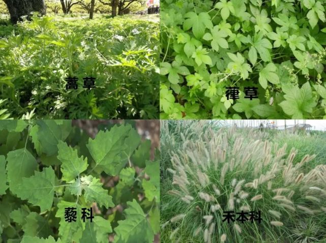 藜科,禾本科等草本植物花粉为主,致敏性强于春季木本植物,花粉过敏