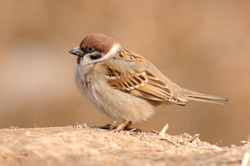 随处可见的麻雀竟然全是 进口的 我国本地麻雀去哪了 腾讯新闻