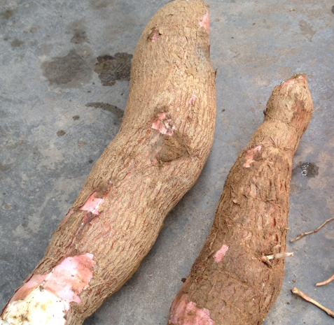 原产自巴西全株都含毒却曾是朝廷贡品目前还是重要粮食作物