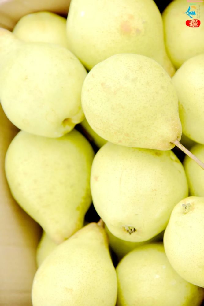 金川雪梨陆续上市 化身"乡村振兴果"