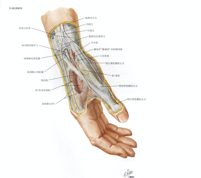 手部解剖圖 | 《奈特解剖彩色圖譜》,圖450出現銳器造成的手部外傷,應
