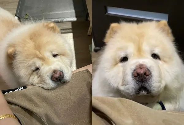 猫一剪指甲就抓狂咬人被网友自制面罩彻底降服喵你不讲武德