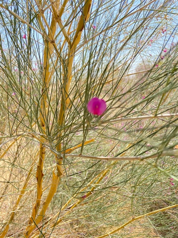 蚂蚁森林花棒秀:1分钟随风摇摆40多次