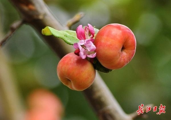 一樹海棠,花果同枝