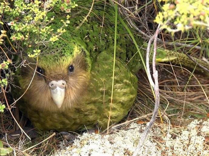 在新西兰就有一种注定灭绝的鸟类,这就是鸮鹦鹉.