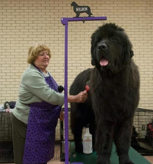 世界最大的狗:高度2.3米,女主人为它,拒绝了所有男性的追求