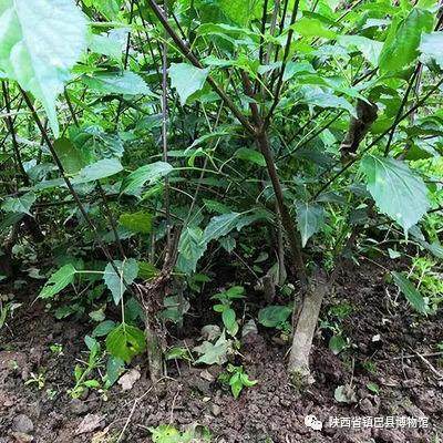 据《中国植物志》载:二翅六道木为忍冬科六道木属,系落叶灌木