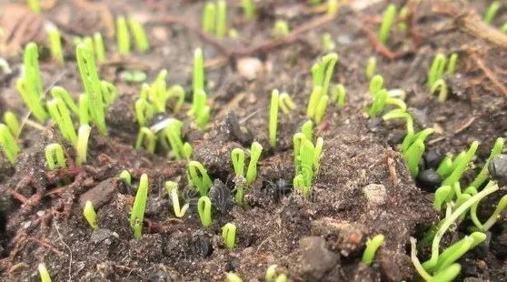 到底指的是大葱还是洋葱?