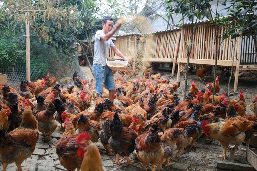 贵州黔西庭院养鸡助增收