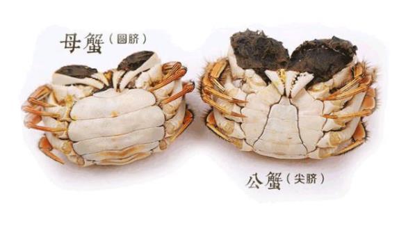 怎样挑选螃蟹「怎样挑选螃蟹公母图片」