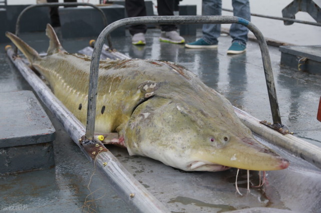 史无前例的三峡大坝,堪称鱼类的天堂,如今水库里的鱼究竟多大?