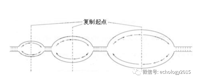有学生提出另一种猜测:大的复制泡一定是先开始复制吗,会不会是两个