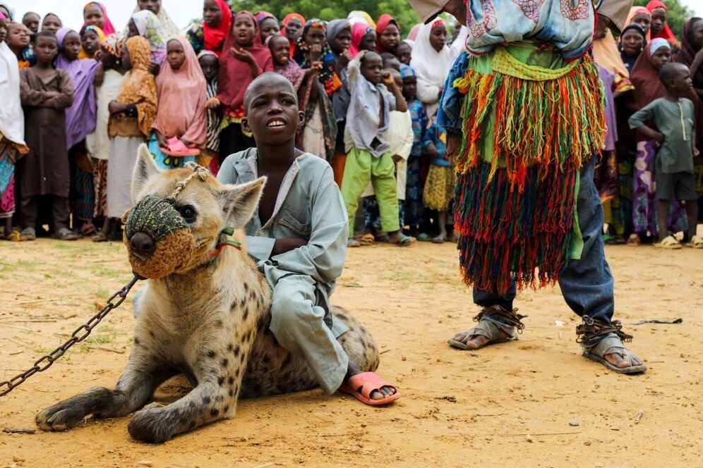 非洲人养鬣狗图片