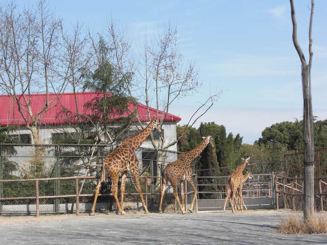 玩轉上海一定要帶小朋友去的上海野生動物園