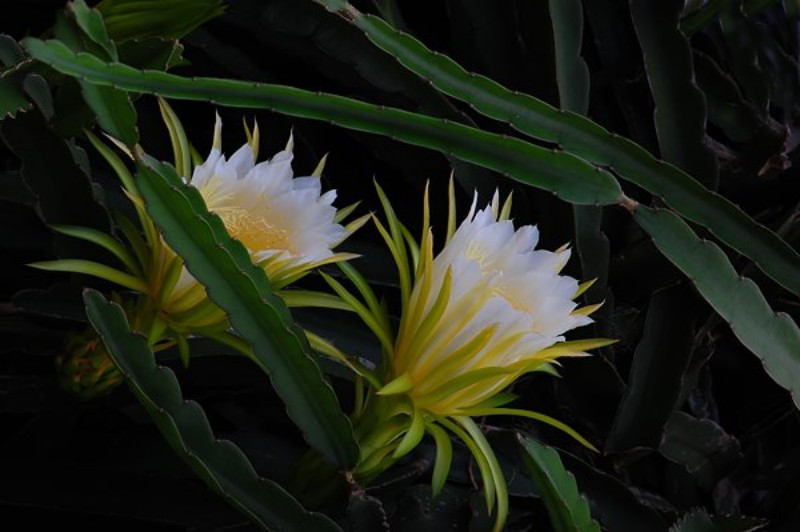 七星剑花属仙人掌科,茎狭长,状如节鞭,一节一节地在悬崖峭壁上攀登