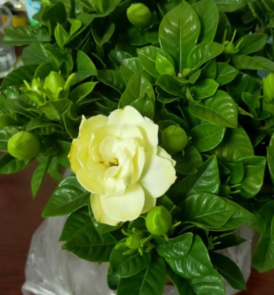 栀子能开花就够了?只要落了这4步,你的栀子就算白养了_腾讯新闻